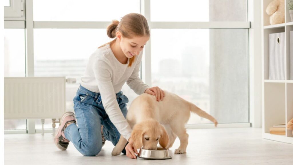 Quantas vezes por dia o cachorro deve comer?