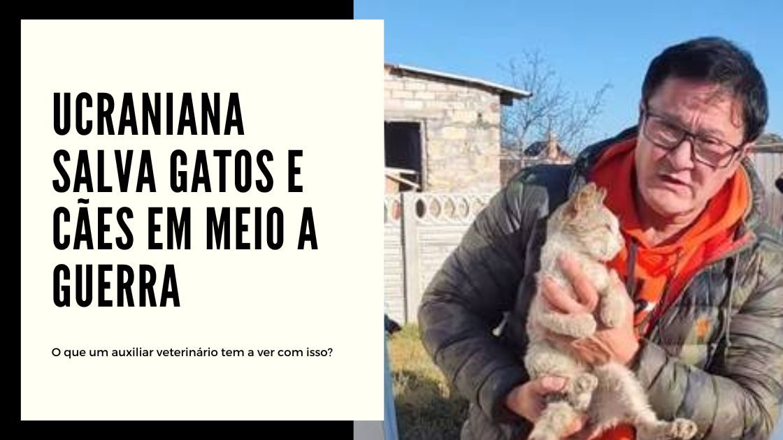 Leia mais sobre o artigo Ucraniana salva gatos e cachorros em meio à guerra